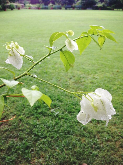 Close-up of fresh green leaves on plant