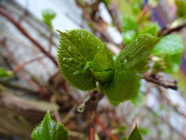 Photo close-up of fresh green leaves on plant