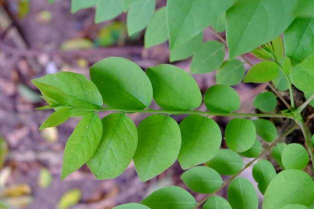 Foto close-up di foglie verdi fresche sulla pianta