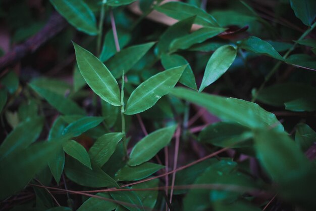 Close-up of fresh green leaves on plant