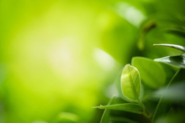 Close-up of fresh green leaves on plant