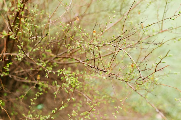 Close up of fresh green leaves in spring. buds bush.