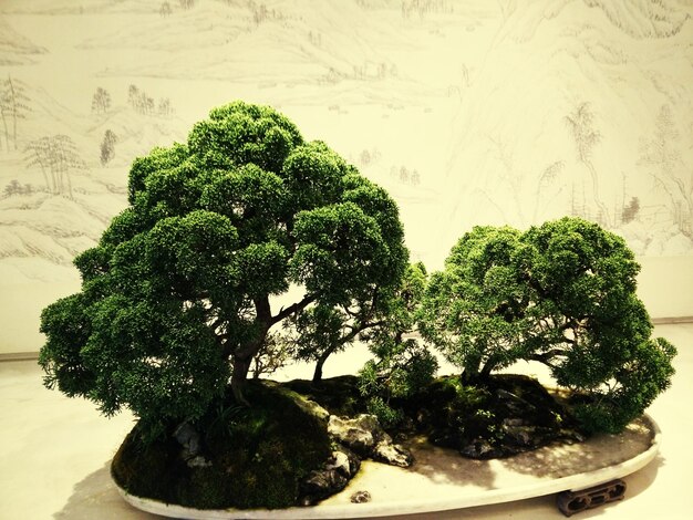 Close-up of fresh green leaves on table