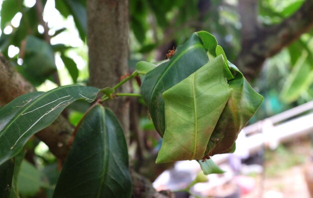 Close-up of fresh green leaves on tree trunk