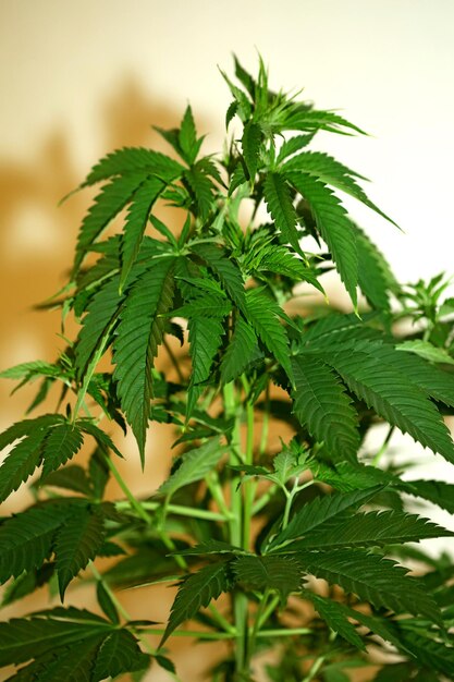 Close-up of fresh green leaves on tree