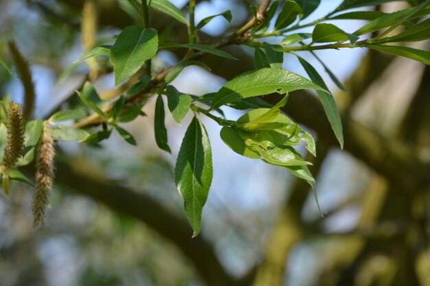 Close-up of fresh green leaves on tree