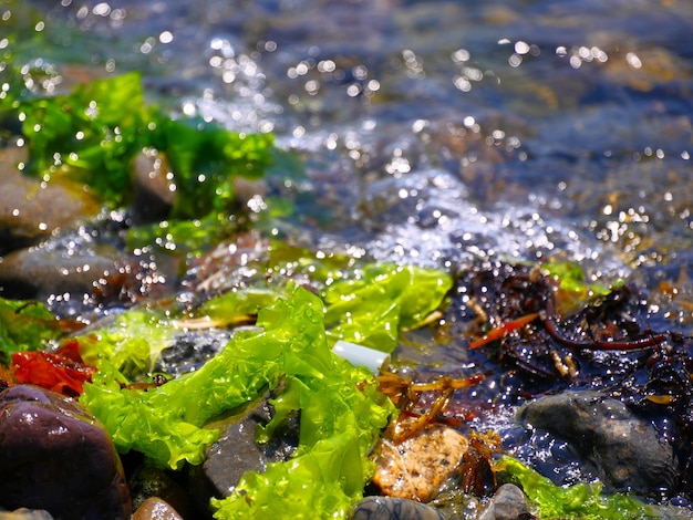 Photo close-up of fresh green leaves in water