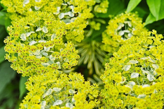 Foto close-up di foglie verdi fresche