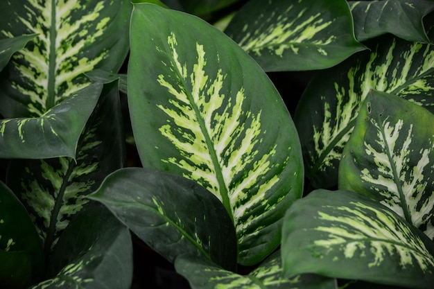 Photo close-up of fresh green leaves