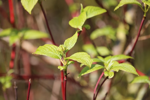 Foto close-up di foglie verdi fresche