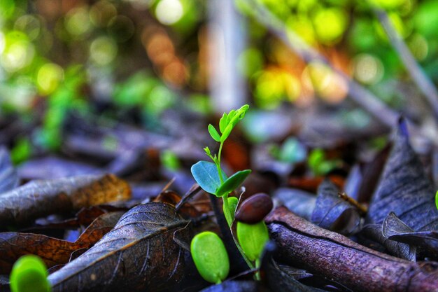 Close-up of fresh green leaves