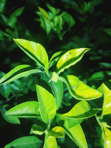 Close-up of fresh green leaves