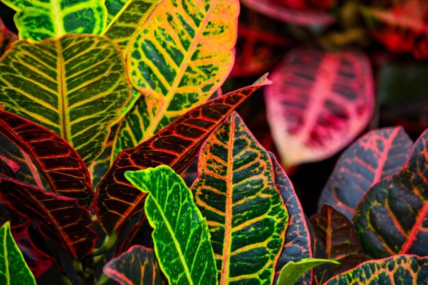 Foto close-up di foglie verdi fresche