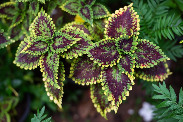 Foto close-up di foglie verdi fresche