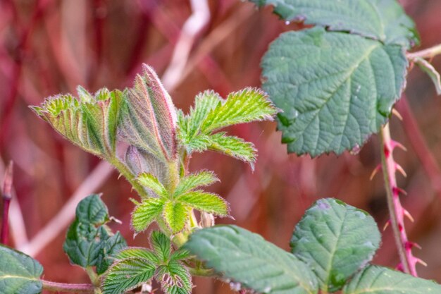 Foto close-up di foglie verdi fresche