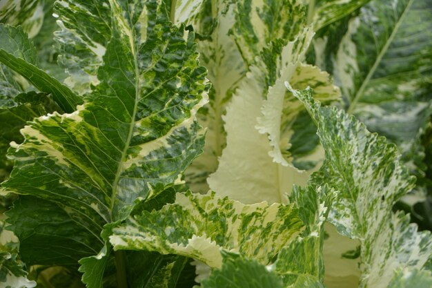 Photo close-up of fresh green leaves