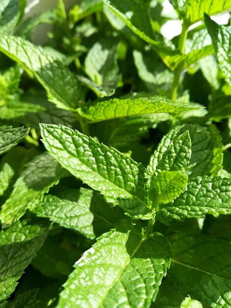 Close-up of fresh green leaves