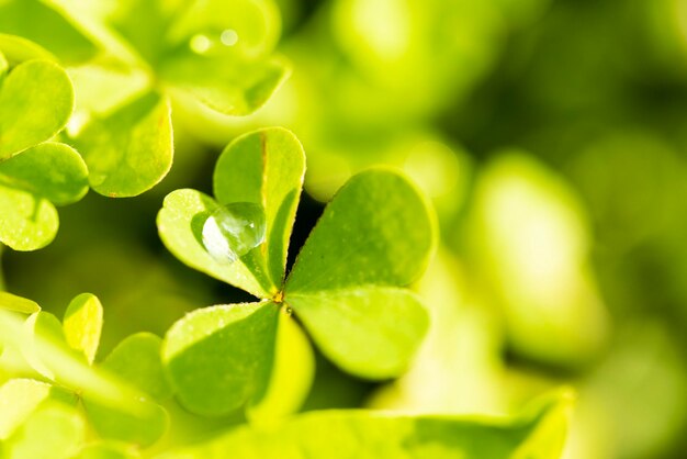 Close-up of fresh green leaves