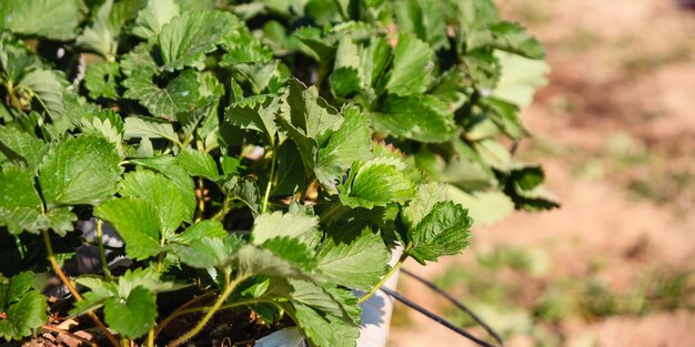 Foto close-up di foglie verdi fresche