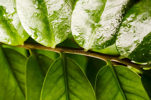 Close-up of fresh green leaves