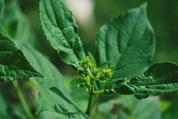 Close-up of fresh green leaves