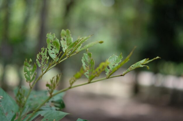 Foto close-up di foglie verdi fresche