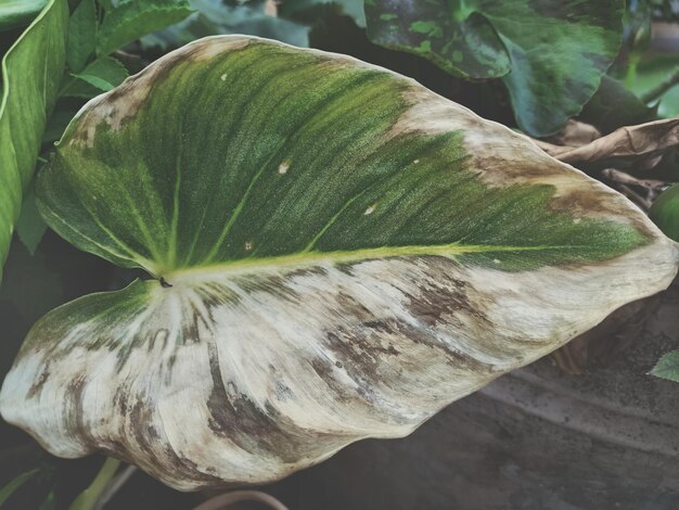 Photo close-up of fresh green leaves