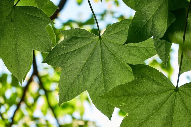 Foto close-up di foglie verdi fresche