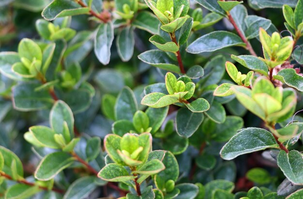 Close-up of fresh green leaves