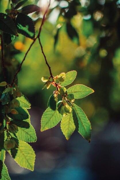 Photo close-up of fresh green leaves