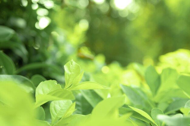 Close-up of fresh green leaves