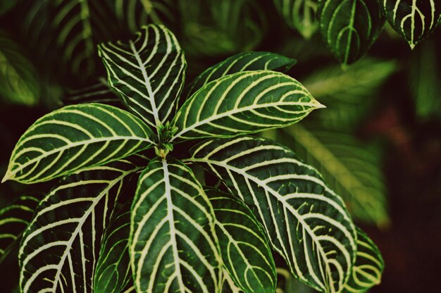 Photo close-up of fresh green leaves