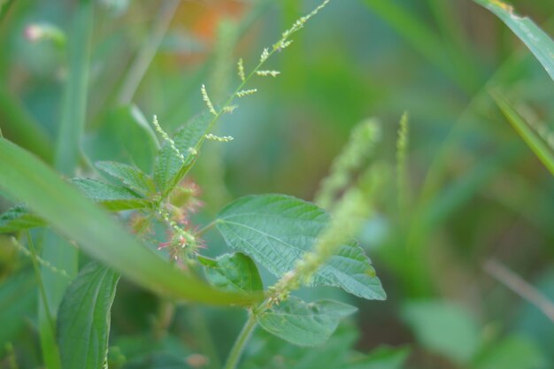 Close-up of fresh green leaves