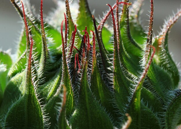 Photo close-up of fresh green leaves