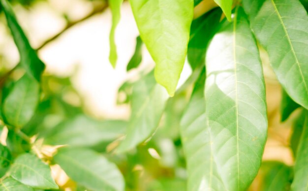 Close-up of fresh green leaves