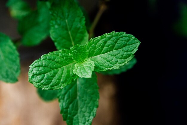 Photo close-up of fresh green leaves