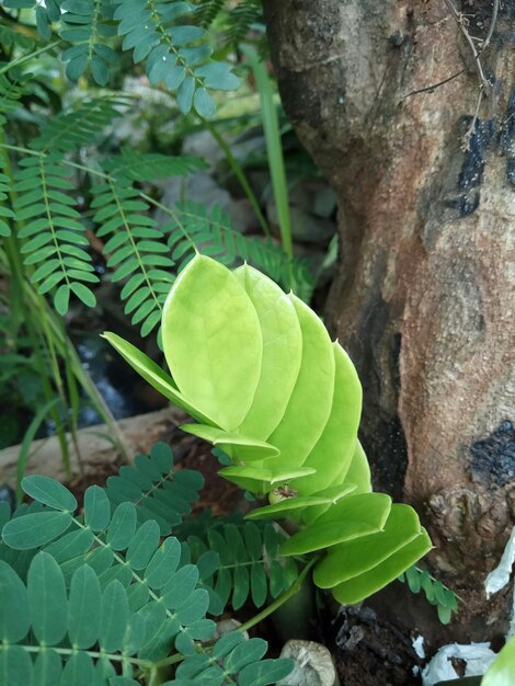 Close-up of fresh green leaves