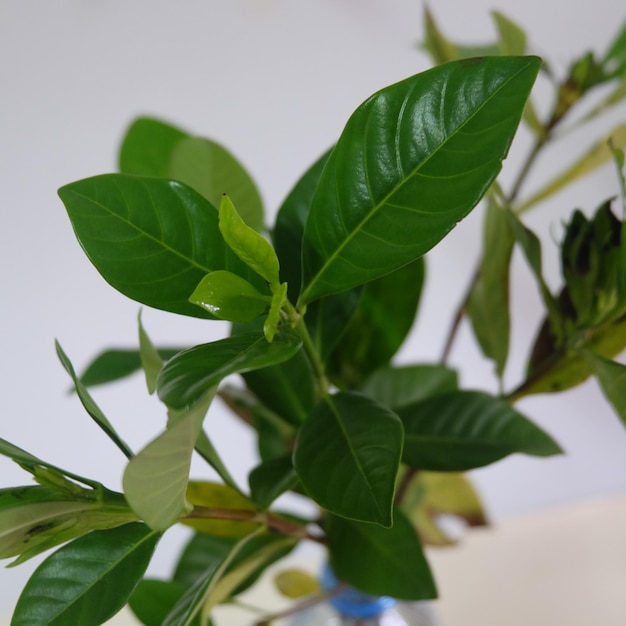 Photo close-up of fresh green leaves