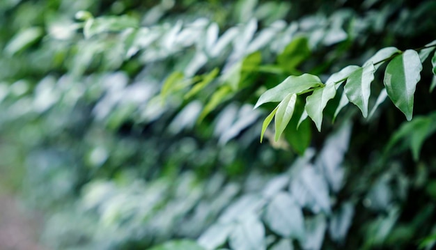 Foto close-up di foglie verdi fresche