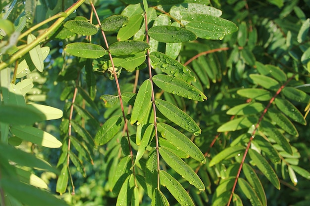 Photo close-up of fresh green leaves