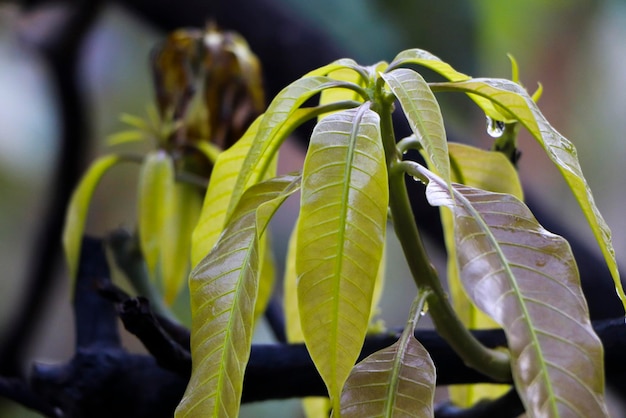 Close-up of fresh green leaves