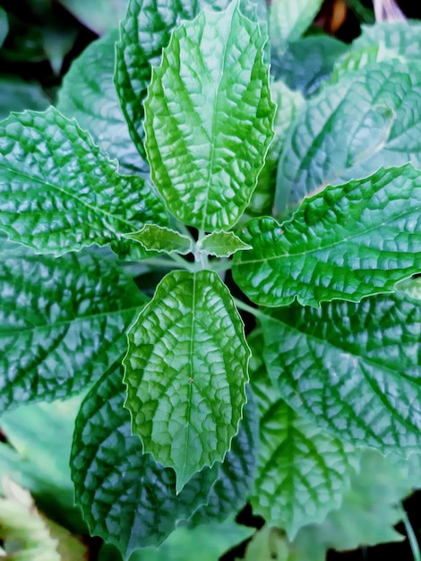 Photo close-up of fresh green leaves