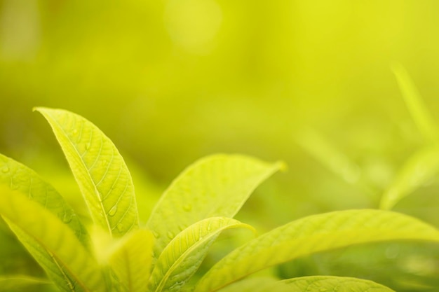 Close-up of fresh green leaves