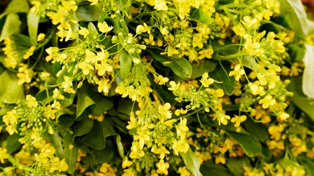 Close-up of fresh green leaves