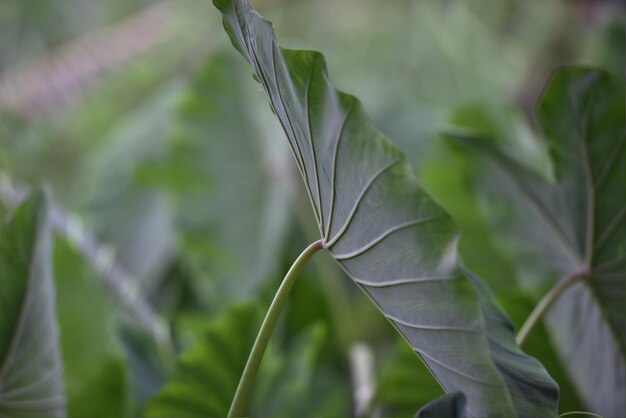 Photo close-up of fresh green leaves