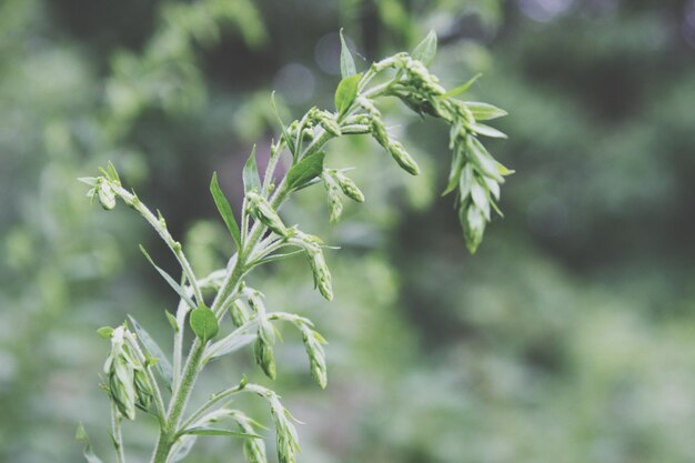 Close-up of fresh green leaves