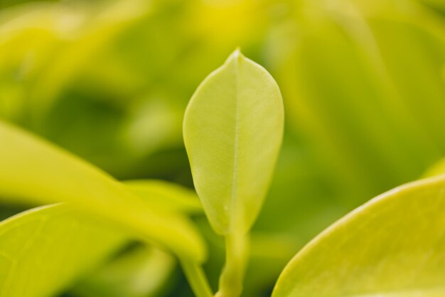 Close-up of fresh green leaves