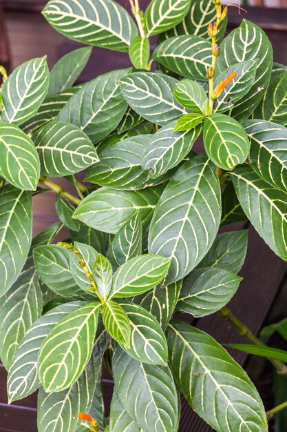 Photo close-up of fresh green leaves