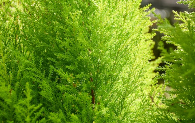 Close-up of fresh green leaves