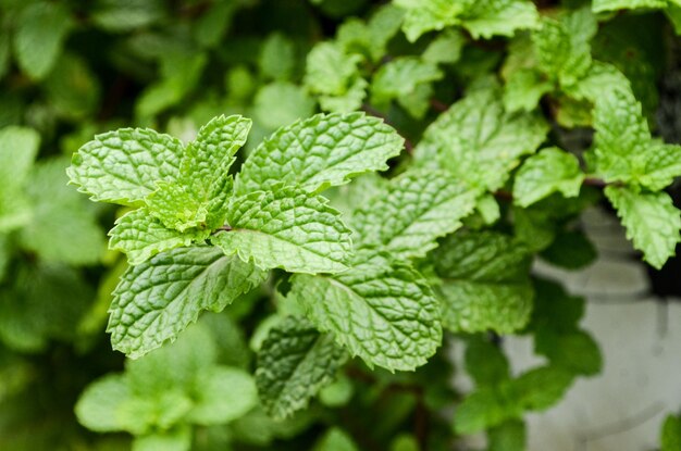 Close-up of fresh green leaves